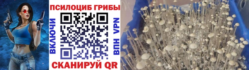Псилоцибиновые грибы Psilocybine cubensis  Купить закладки  Пересвет 